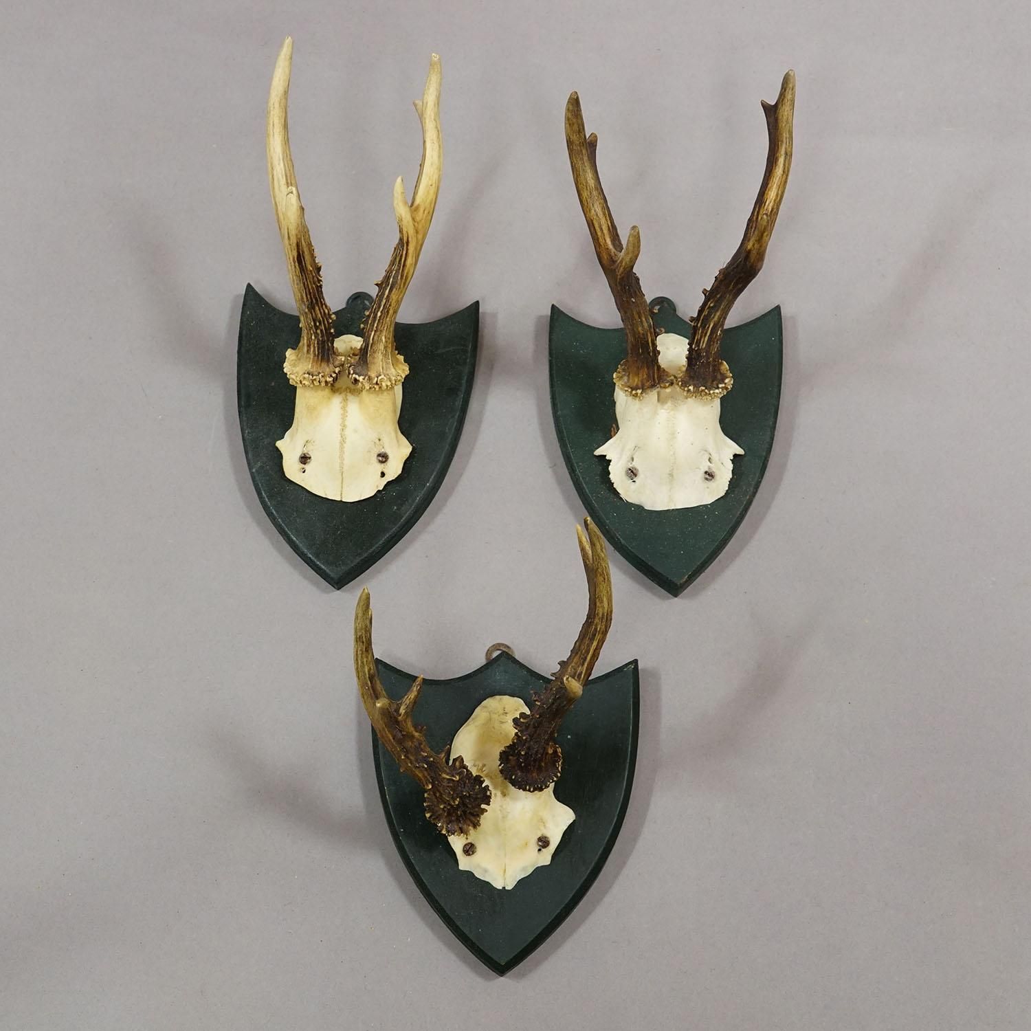 Set Of Six Roe Deer Trophies On Wooden Plaques Salem Germany Ca. 1900s photo 750.0