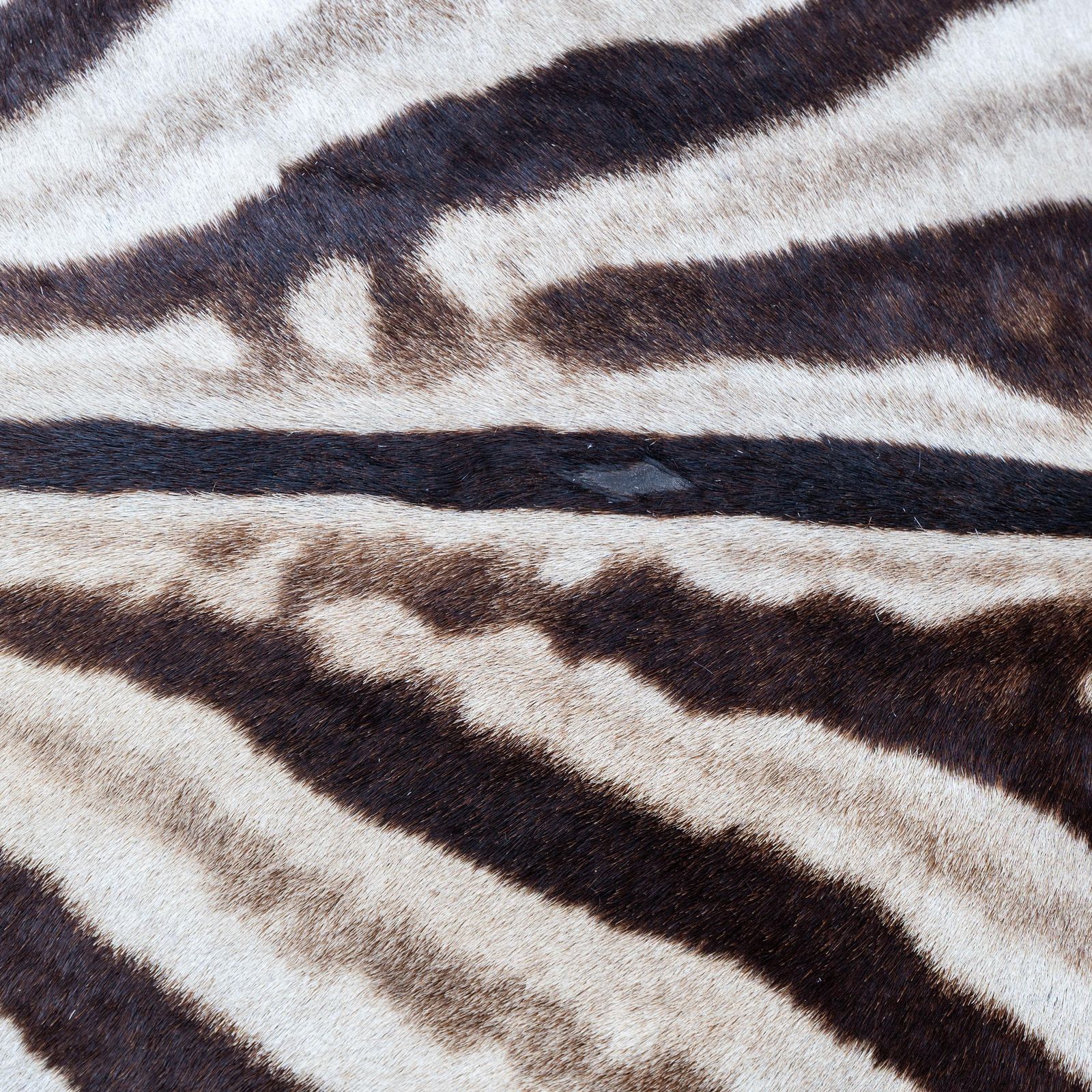 photo for sale Italian Chaise Longue Cowhide With Zebra Pattern, 1980s