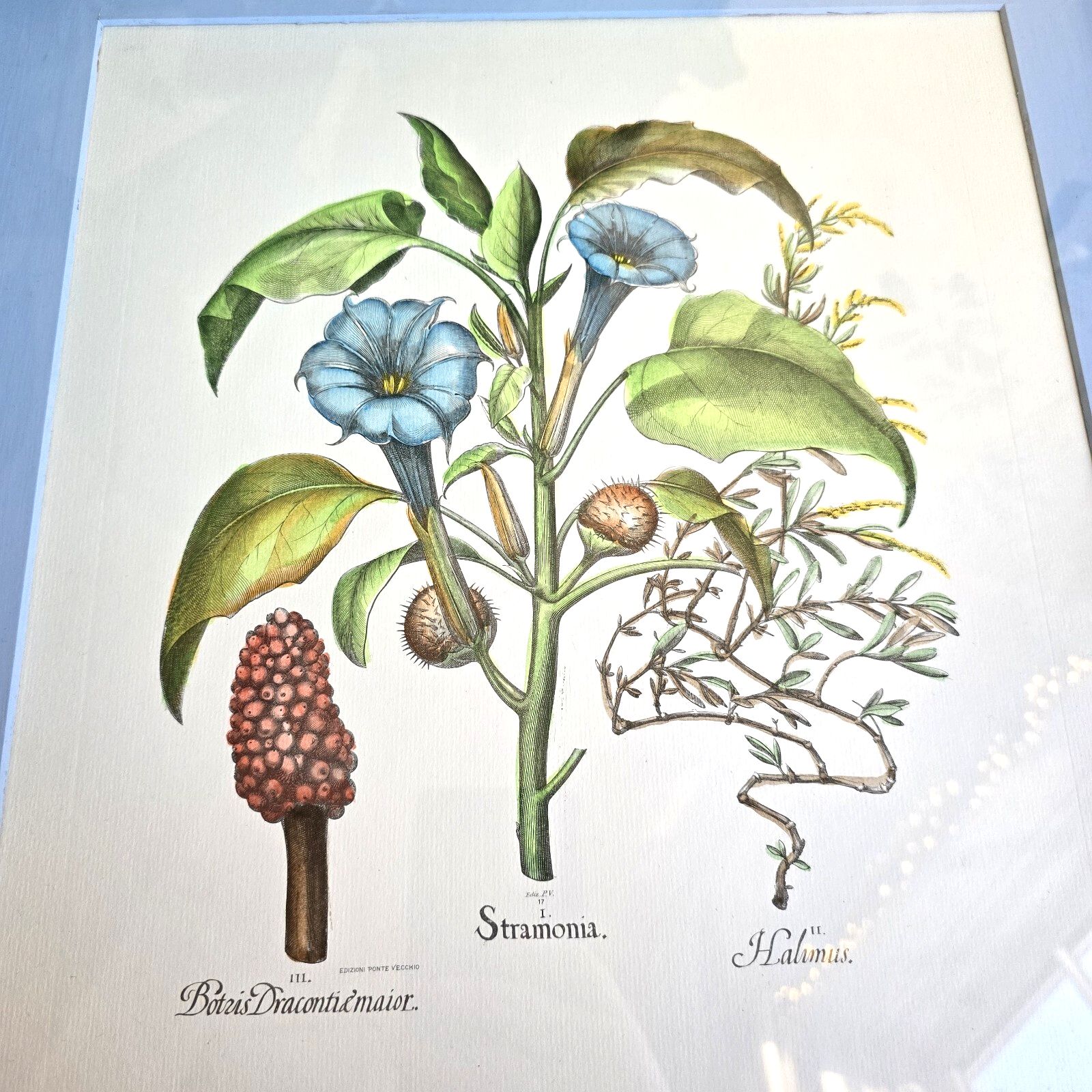 Vintage Botanical Print Framed Basilius Besler Floral Flower Study Stramonia photo furniture