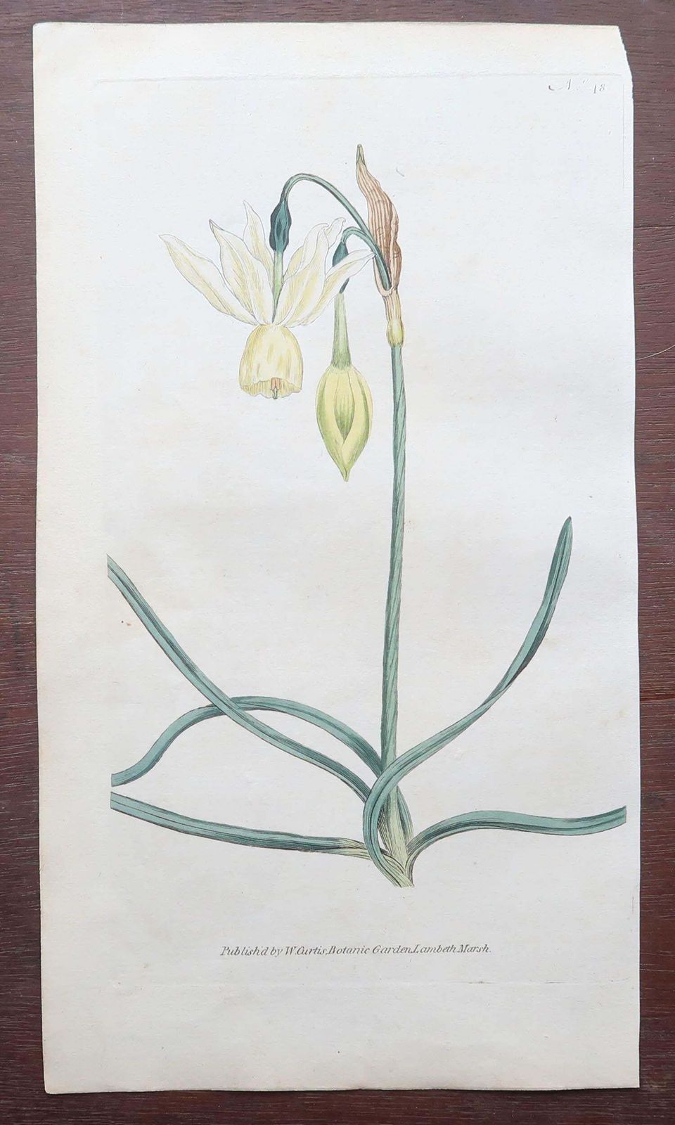 Set Of 12 Original Antique Botanical Prints After Sowerby. English 18th Century photo for sale