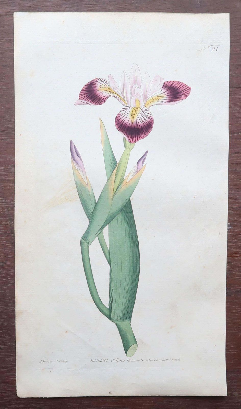 Set Of 12 Original Antique Botanical Prints After Sowerby. English 18th Century photo Art