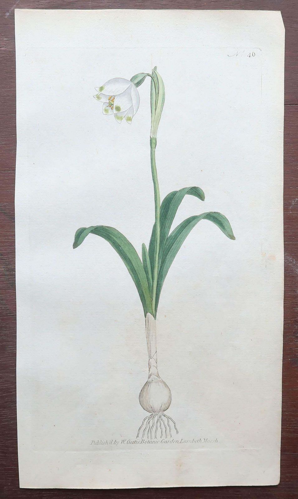 photo furniture Set Of 12 Original Antique Botanical Prints After Sowerby. English 18th Century