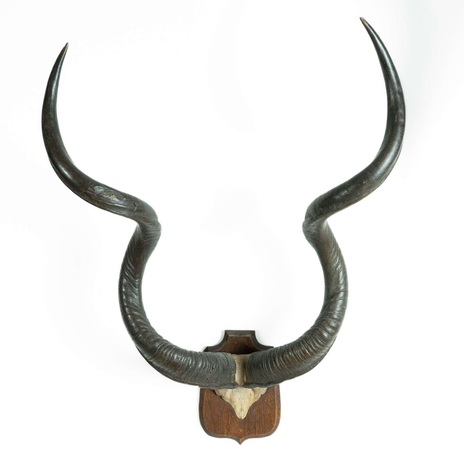 19th Century Mounted Taxidermy Kudu Horns