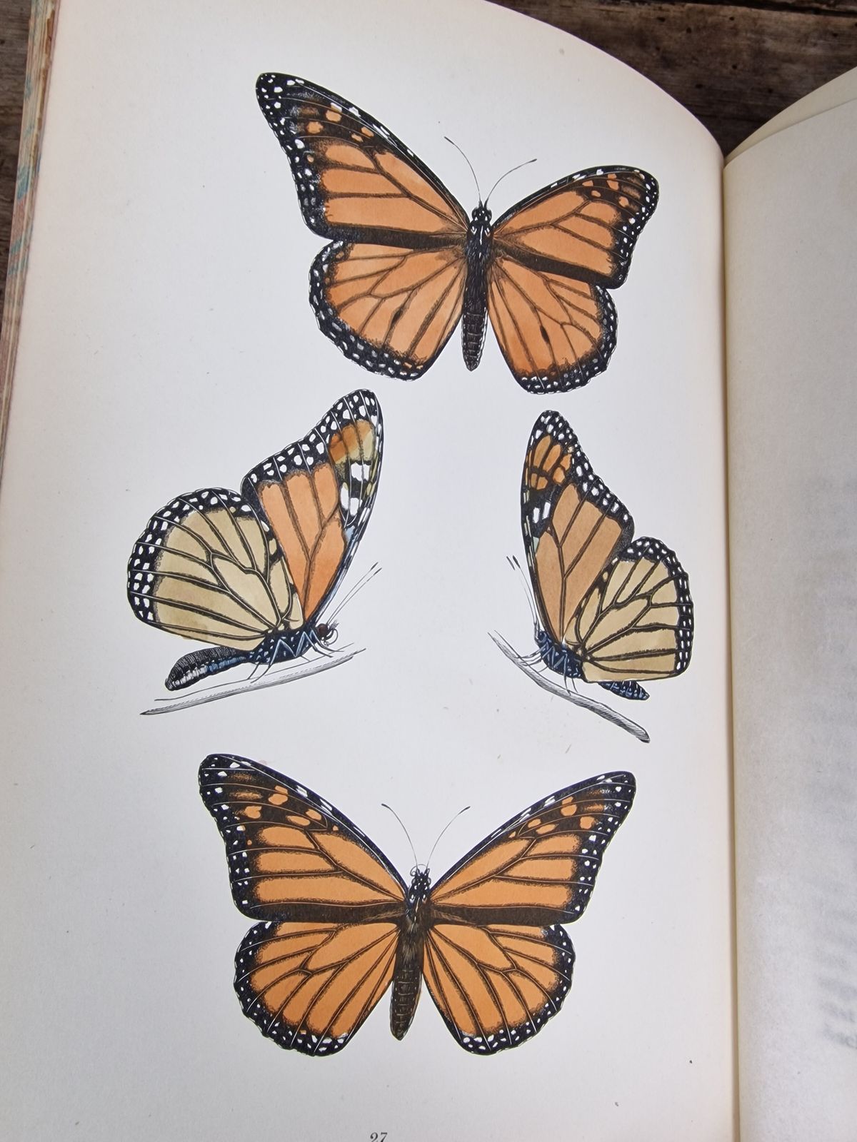 A History Of British Butterflies  Morris (Rev. F.O.) photo buy