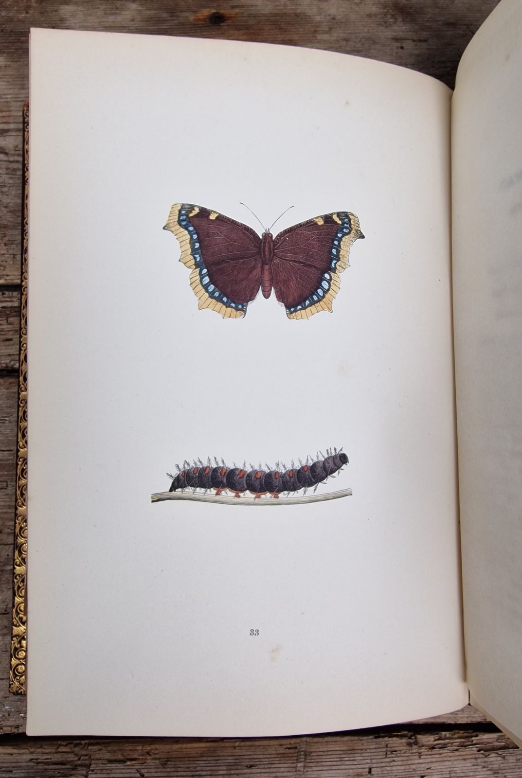 photo furniture A History Of British Butterflies  Morris (Rev. F.O.)