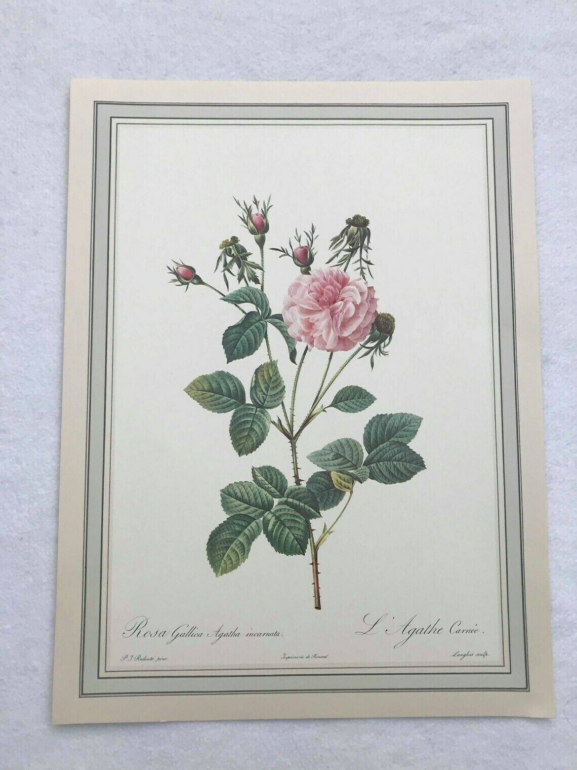 Botanical Print Wall Art Roses Set Original 1960s Vintage Rose Antique Rose Prints Set Victorian Art Wall Cottage Chic Green And Pink photo vinterior