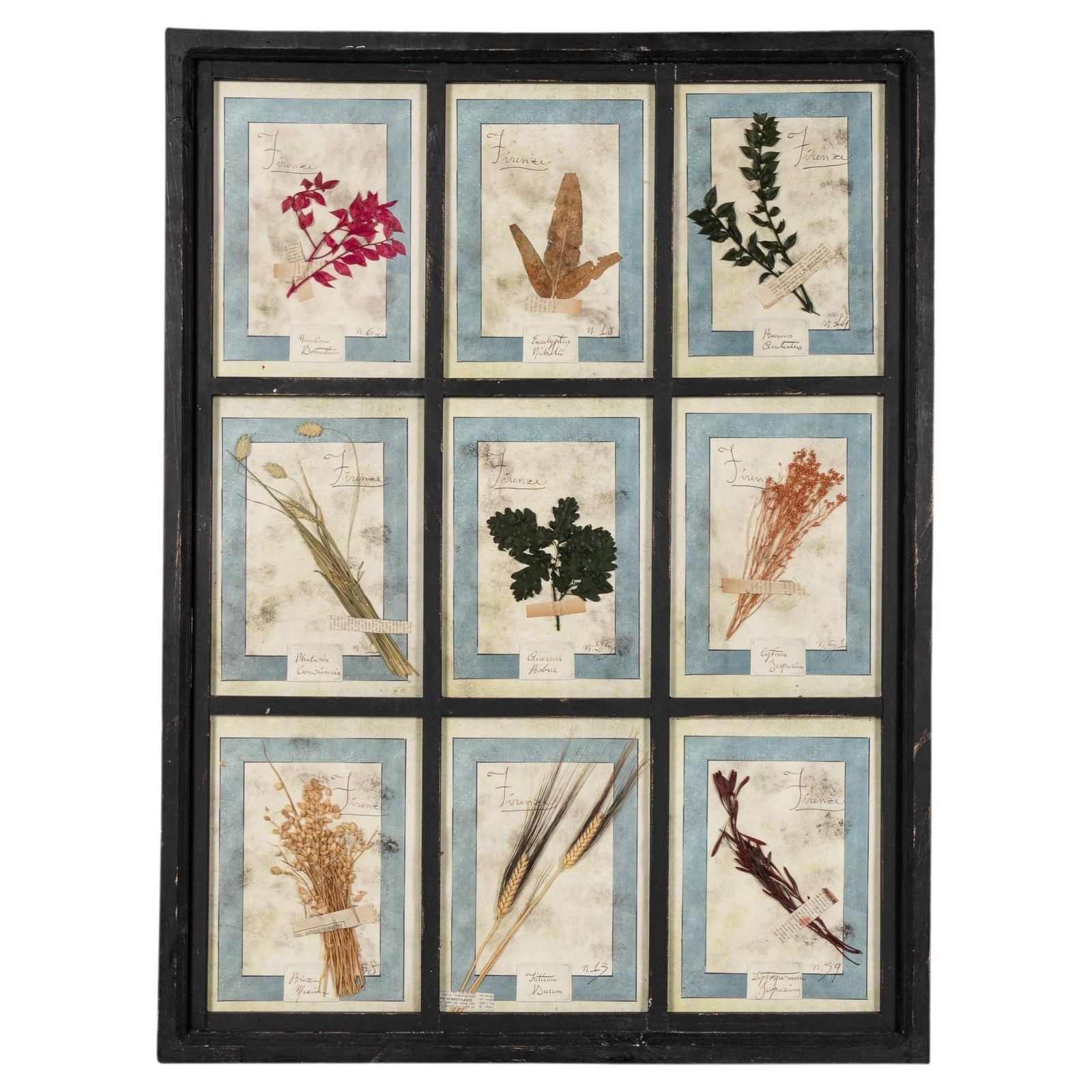 20th Century Italian Large Oak Frame Containing Pressed Flowers & Herbs