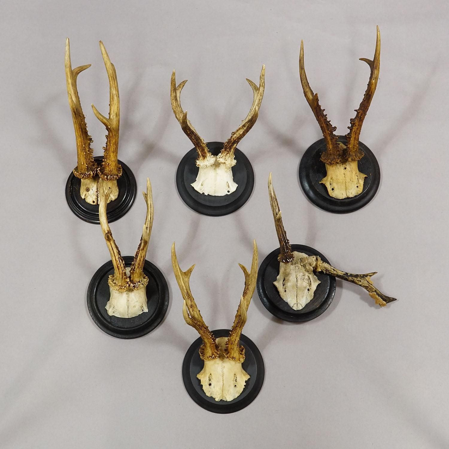 Set Of Six Roe Deer Trophies On Turned Plaques Germany Ca. 1910s photo for sale