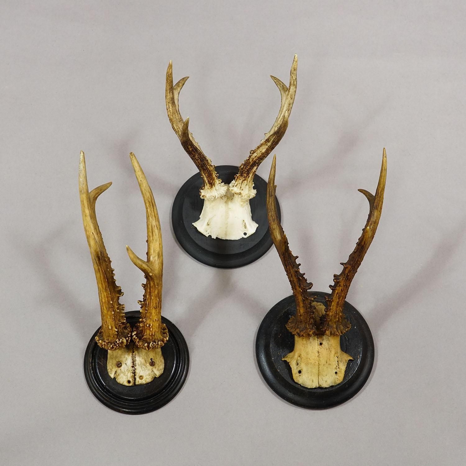 Set Of Six Roe Deer Trophies On Turned Plaques Germany Ca. 1910s photo 676.0