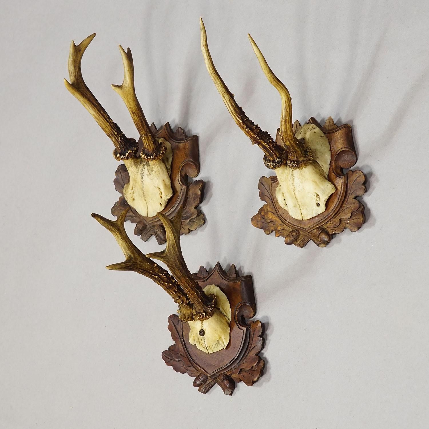 Set Of Three Antique Roe Deer Trophies On Carved Plaques Germany Ca. 1900 photo for sale