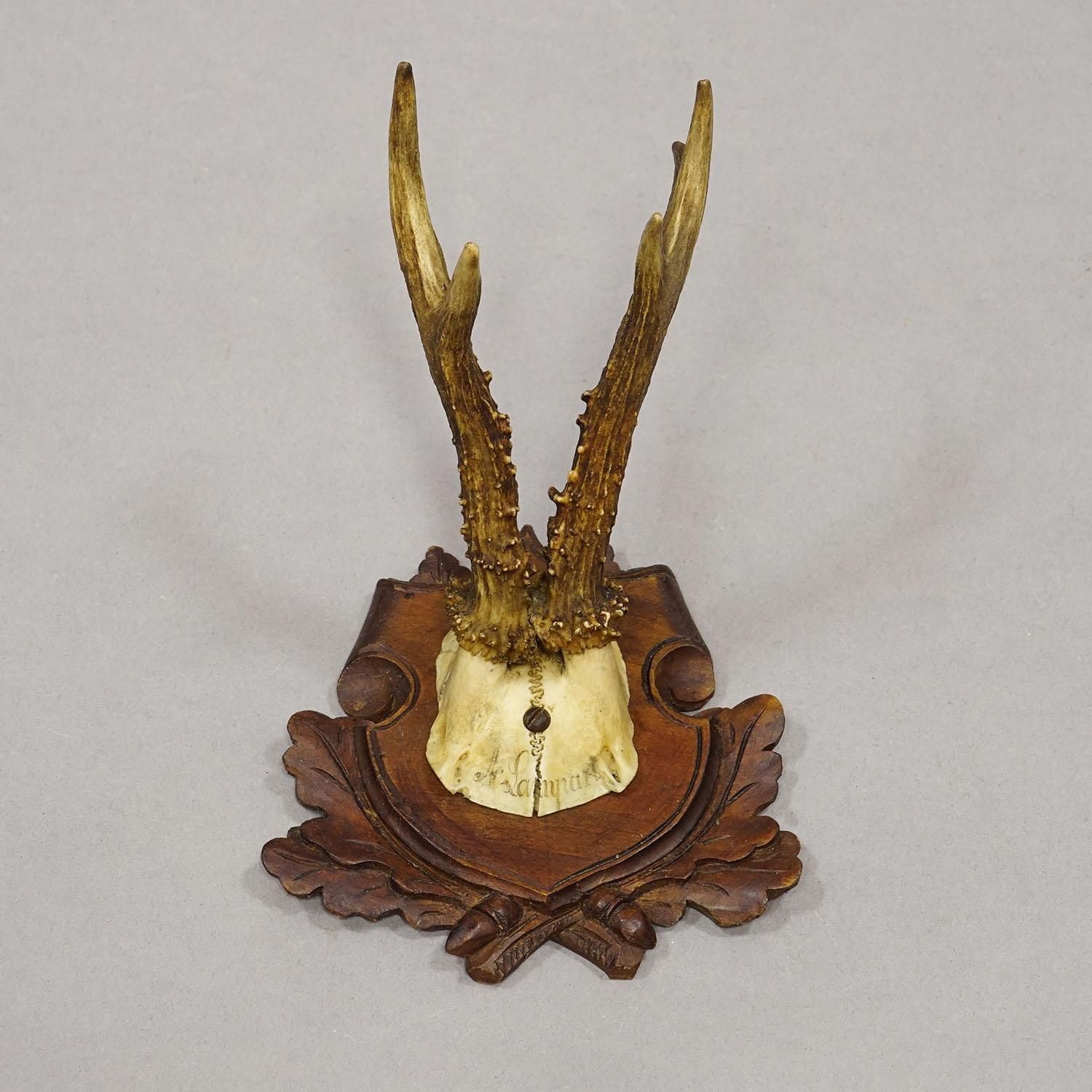 Set Of Three Antique Roe Deer Trophies On Carved Plaques Germany Ca. 1900 photo Art