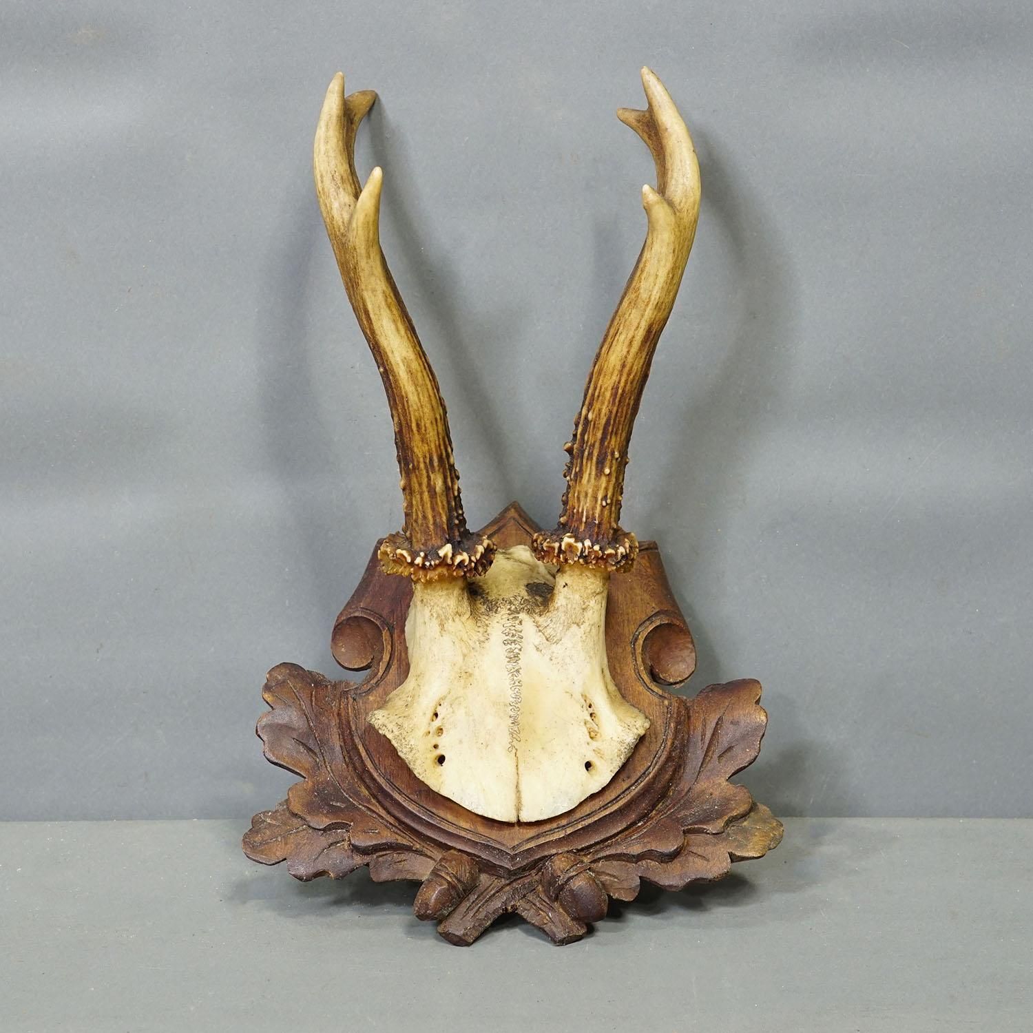 Set Of Three Antique Roe Deer Trophies On Carved Plaques Germany Ca. 1900 photo 412.0