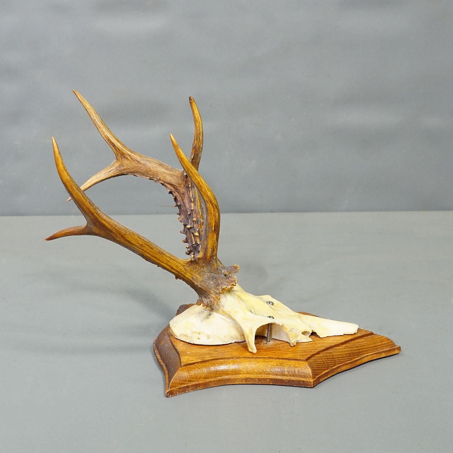 Vintage Set Van Zes Reeëntroffeeën Op Houten Plaquettes, Duitsland, Ca. 1950/1960 photo buy