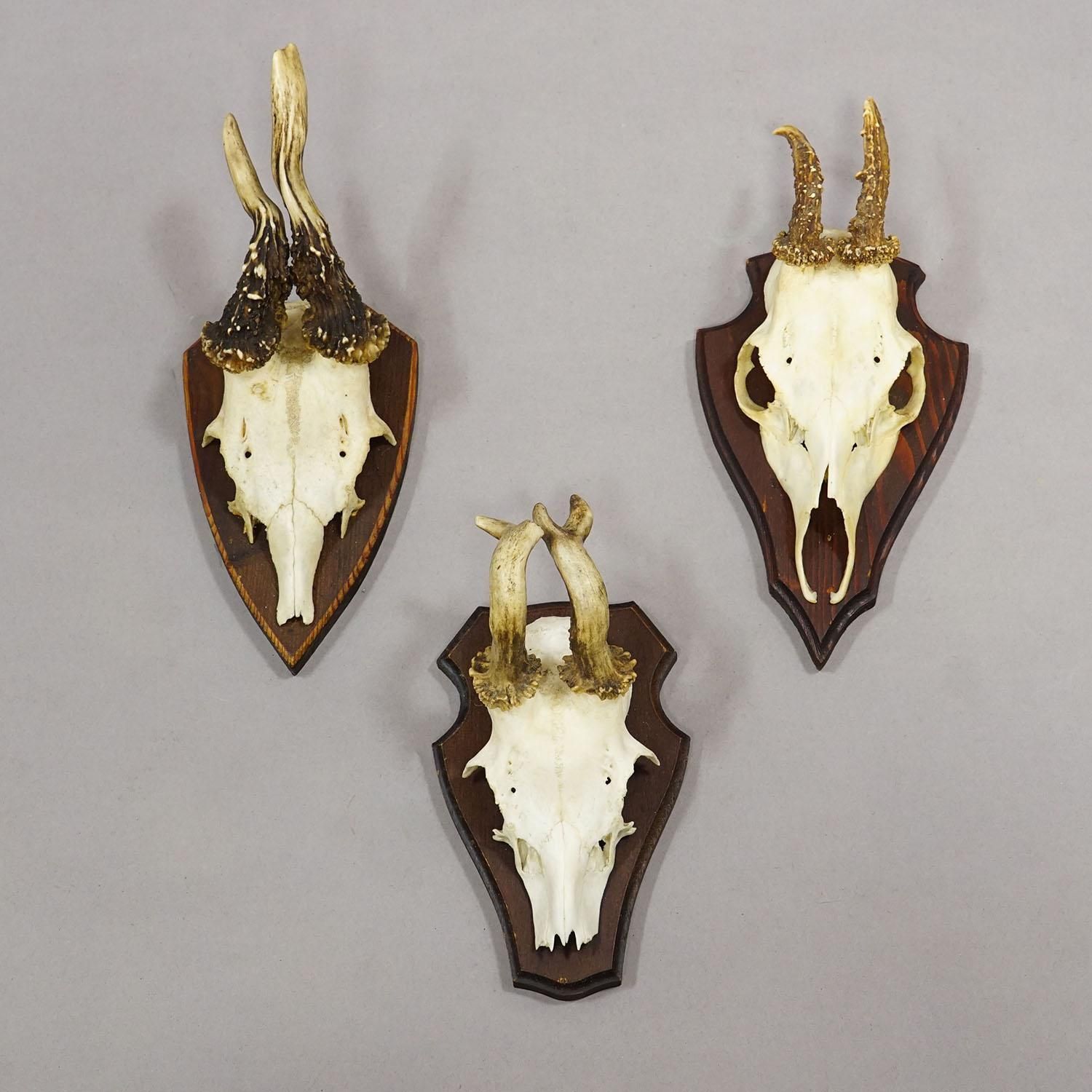 Vintage Set Of Six Roe Deer Trophies On Wooden Plaques Germany Ca. 1960s photo Art