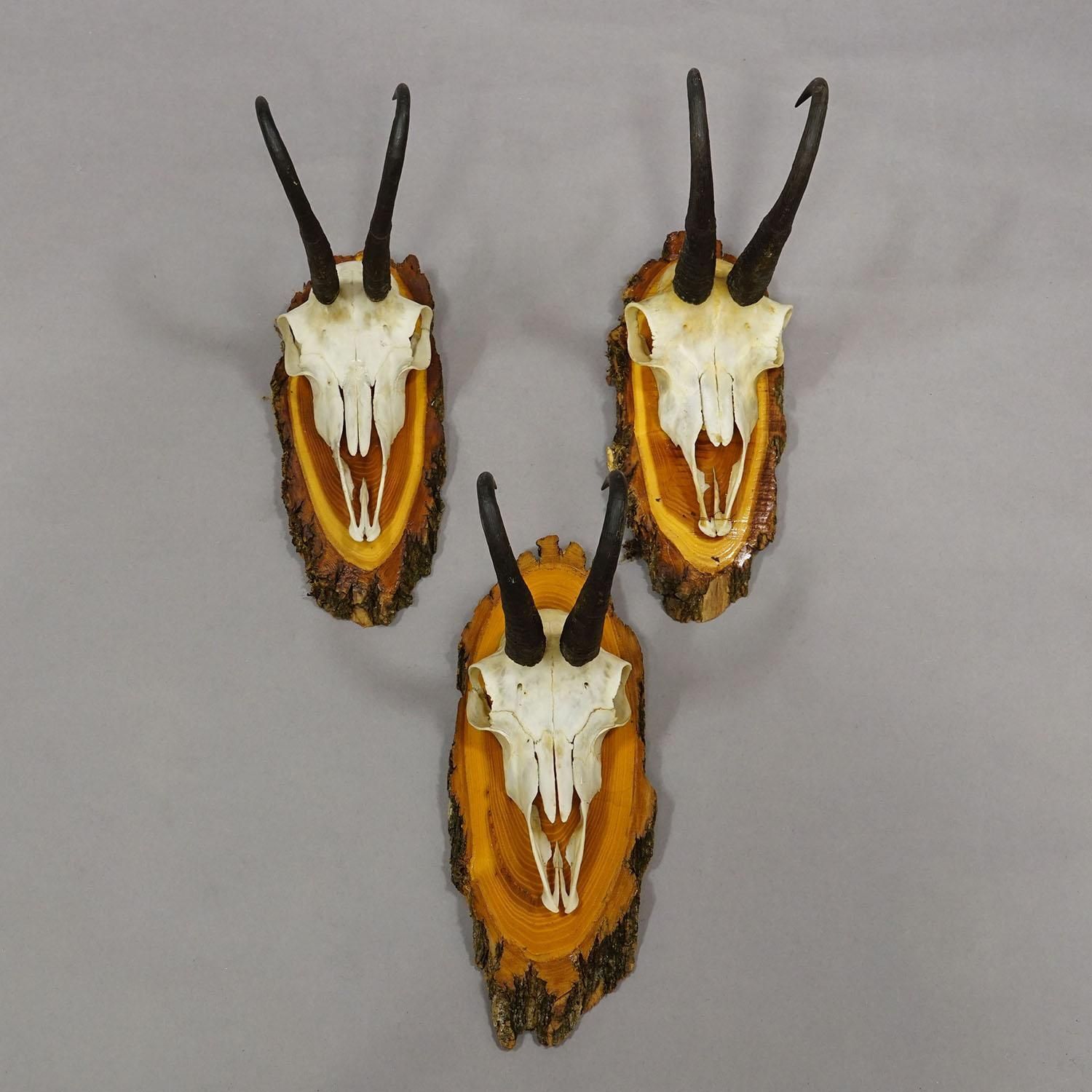 Vintage Collection Of Six Chamois Trophies On Wooden Plaques, Germany Ca. 1960s photo 472.0