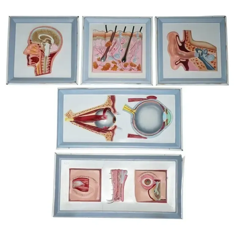 Set Of Five Vintage Educational Anatomical 3d Display Models Brain Iris Eardrum
