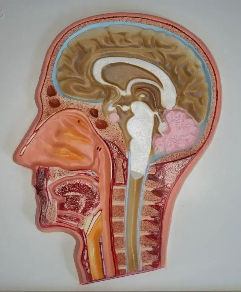 Set Of Five Vintage Educational Anatomical 3d Display Models Brain Iris Eardrum photo for sale