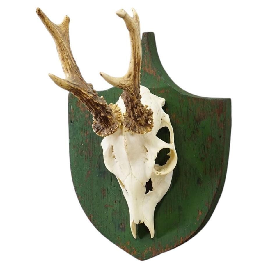 Antique Black Forest Red Deer Trophy On Green Plaque   Salem Germany 1900