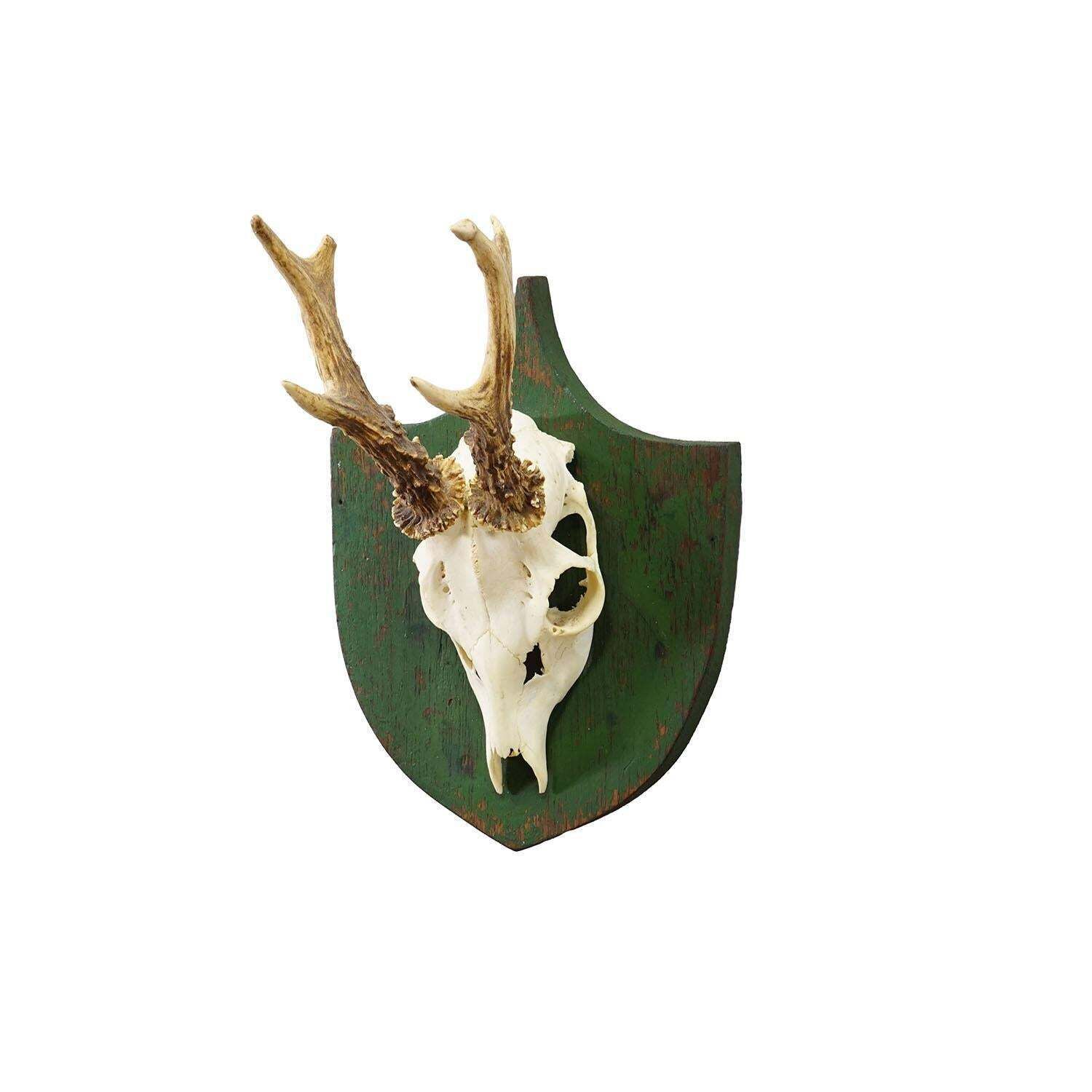 Antique Black Forest Red Deer Trophy On Green Plaque   Salem Germany 1900 photo furniture