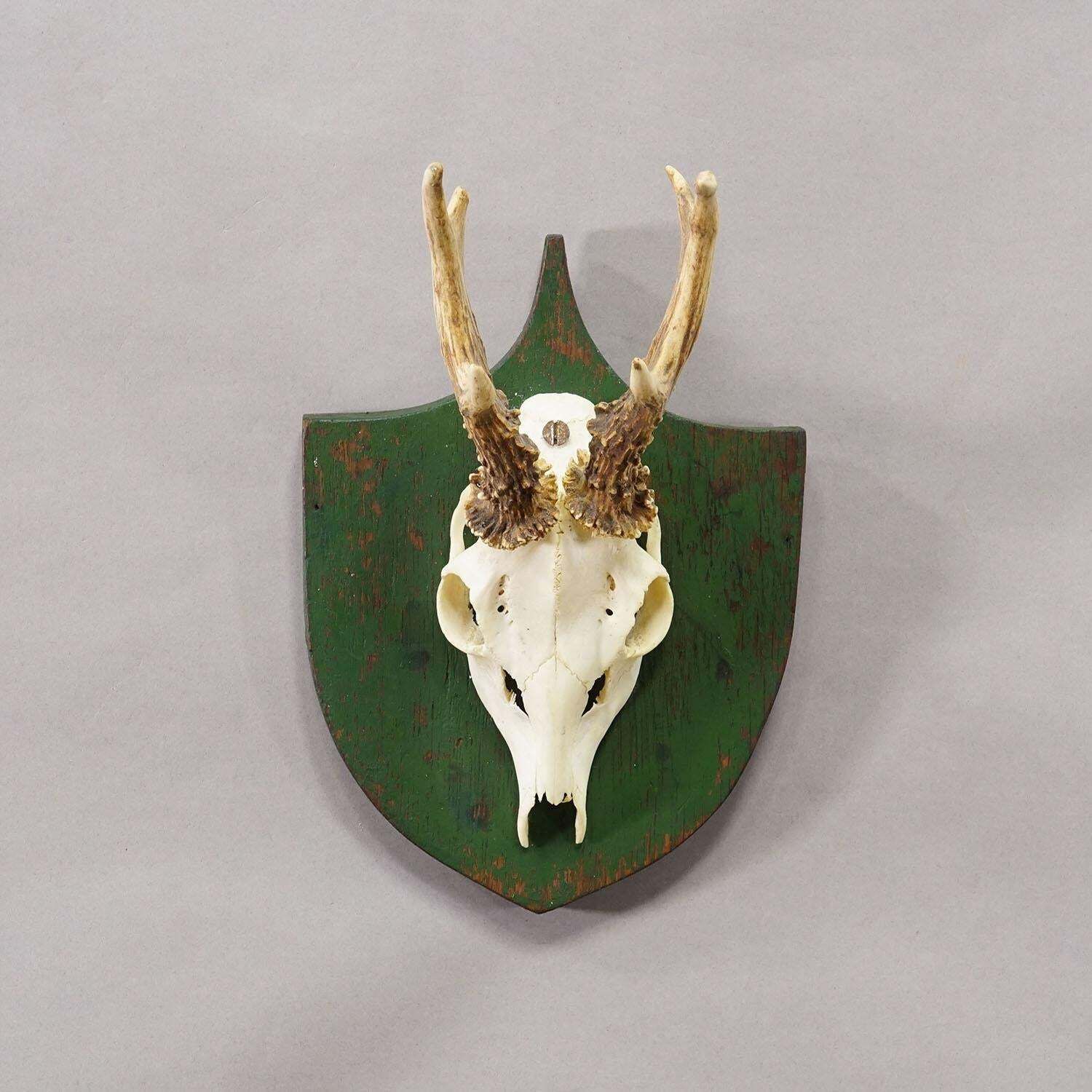 Antique Black Forest Red Deer Trophy On Green Plaque   Salem Germany 1900 photo for sale