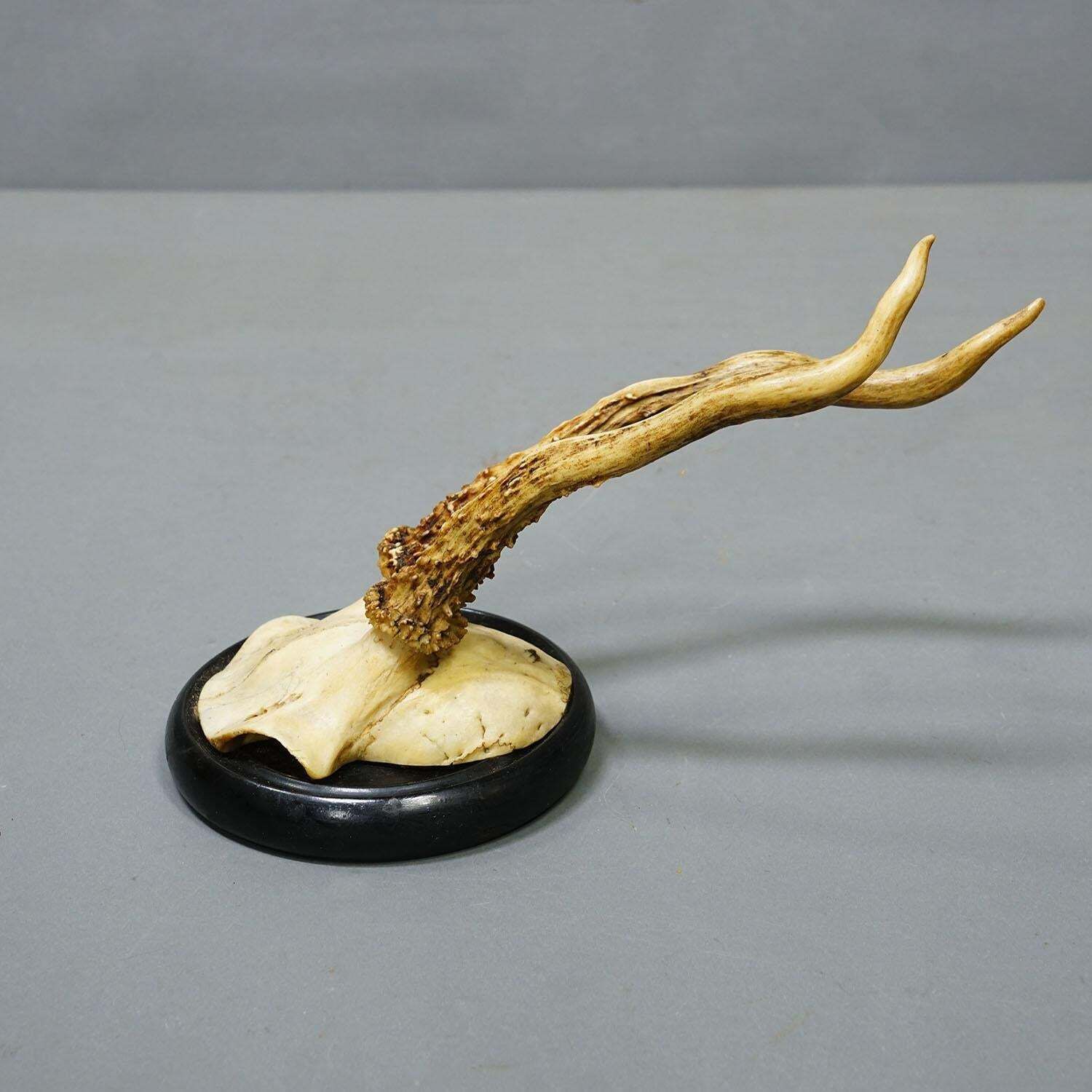 Antique Collection Of Six Roe Deer Trophies On Turned Plaques, Germany Ca. 1900s photo vintage