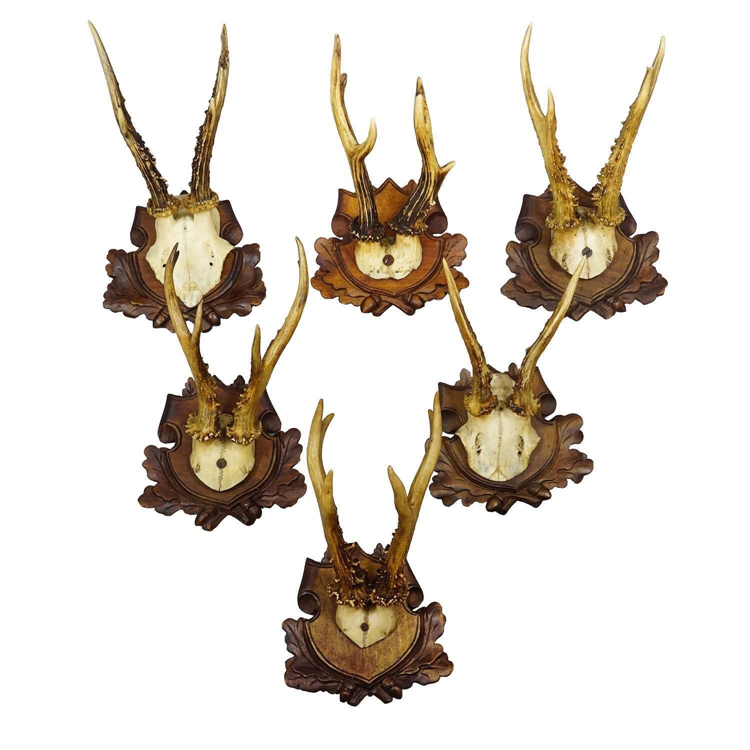 Antique Set Of Black Forest Roe Deer Trophies, Germany Ca. 1890s/1900s photo furniture