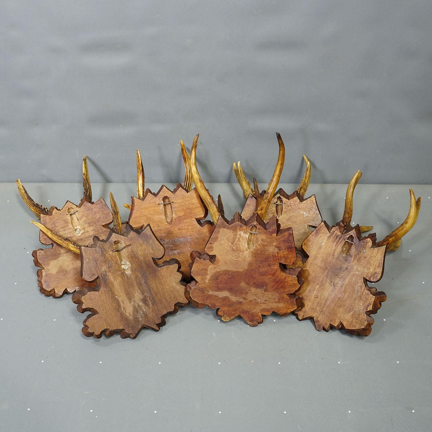 Home Decor Antique Set Of Black Forest Roe Deer Trophies, Germany Ca. 1890s/1900s photo