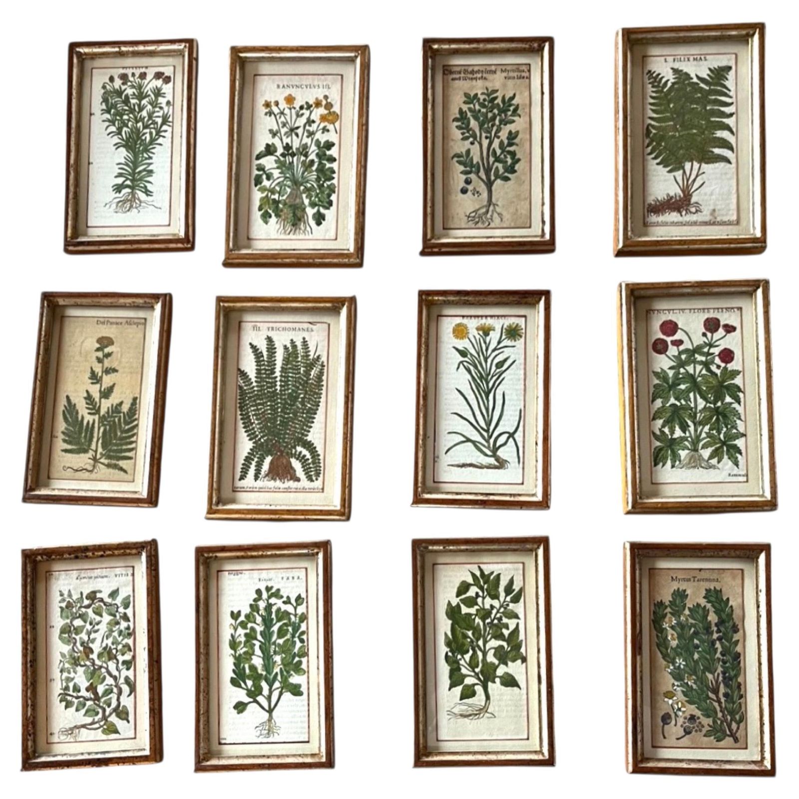 Set Of 12 Antique Hand Painted Botanical Prints, 18th Century