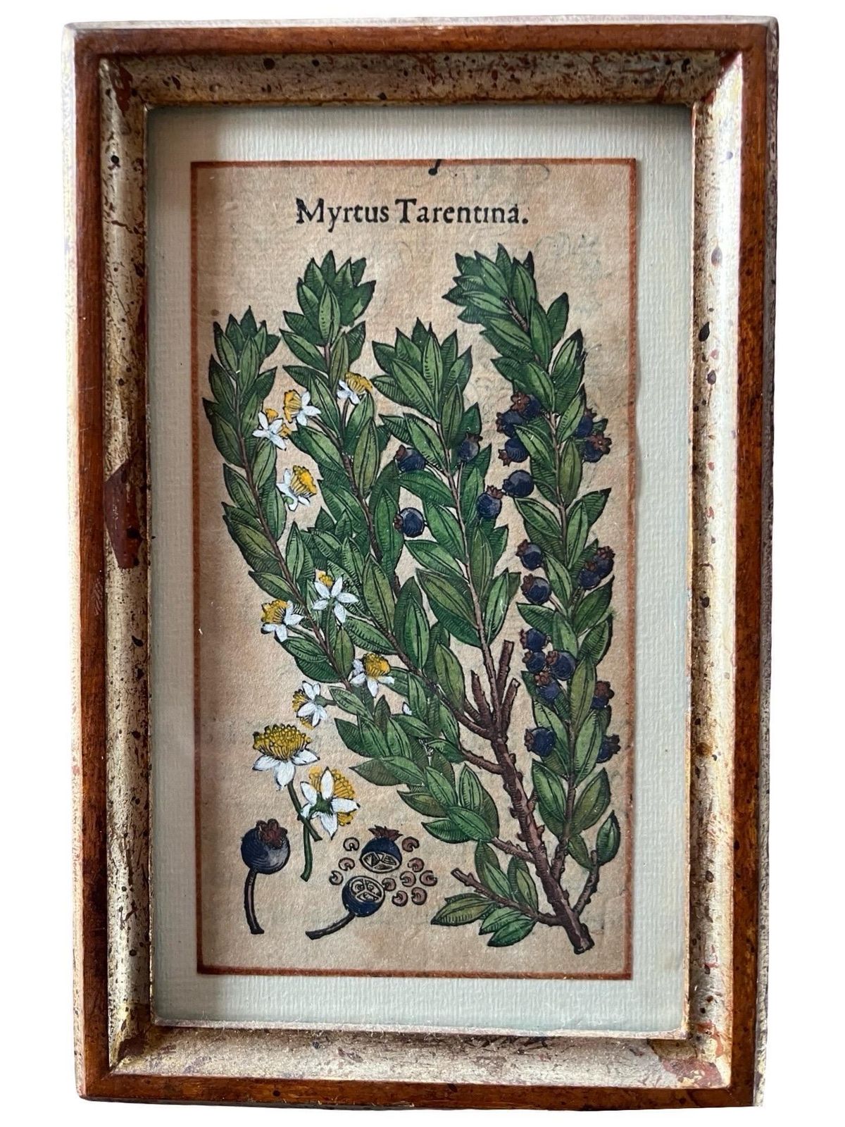 Set Of 12 Antique Hand Painted Botanical Prints, 18th Century photo vinterior