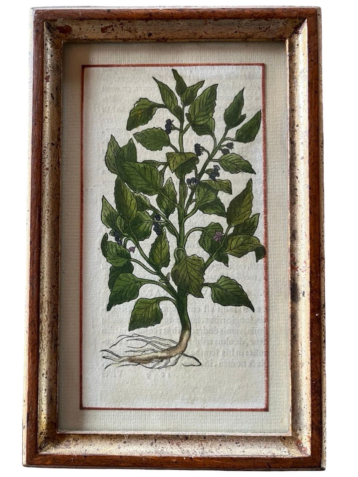 Set Of 12 Antique Hand Painted Botanical Prints, 18th Century photo vintage