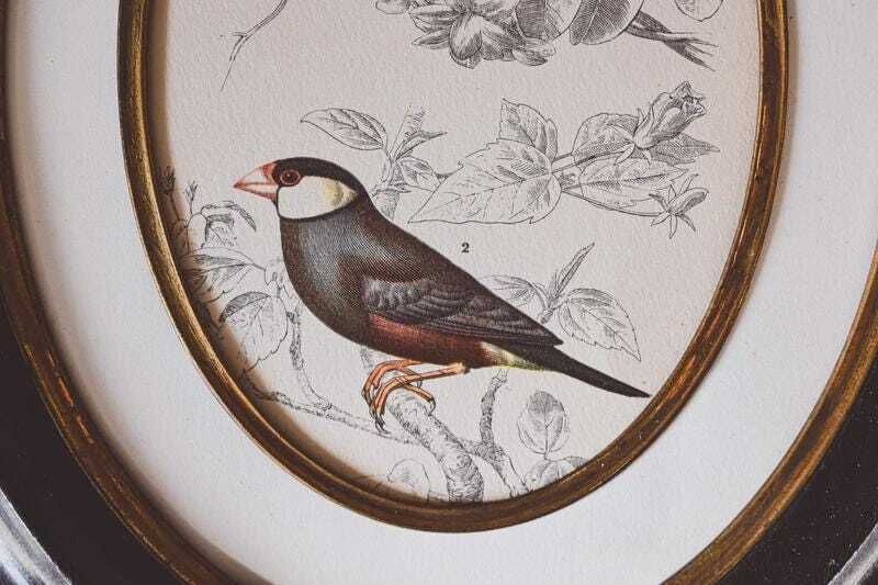 Pair Antique Napoleon III Oval Frames Bird Prints Black Gold Wood 19th Century Wall Decor photo 201.0