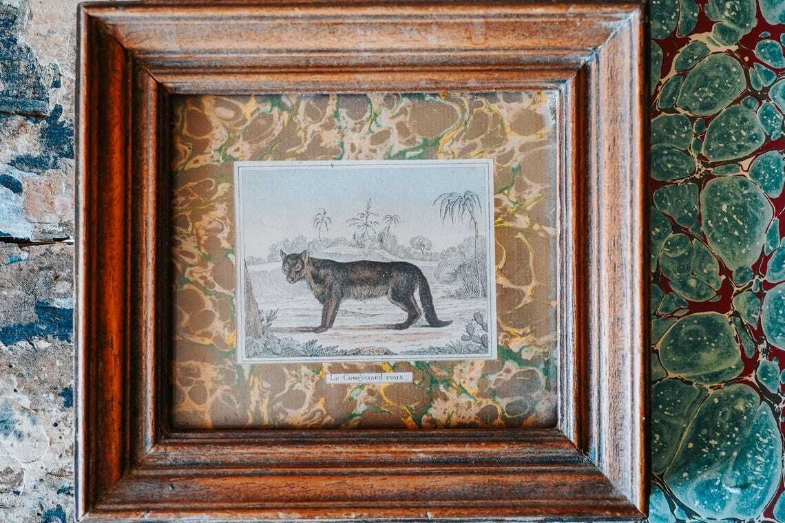 Antique French Natural History Prints Framed Marbled Paper 19th Century Animal Wall Art