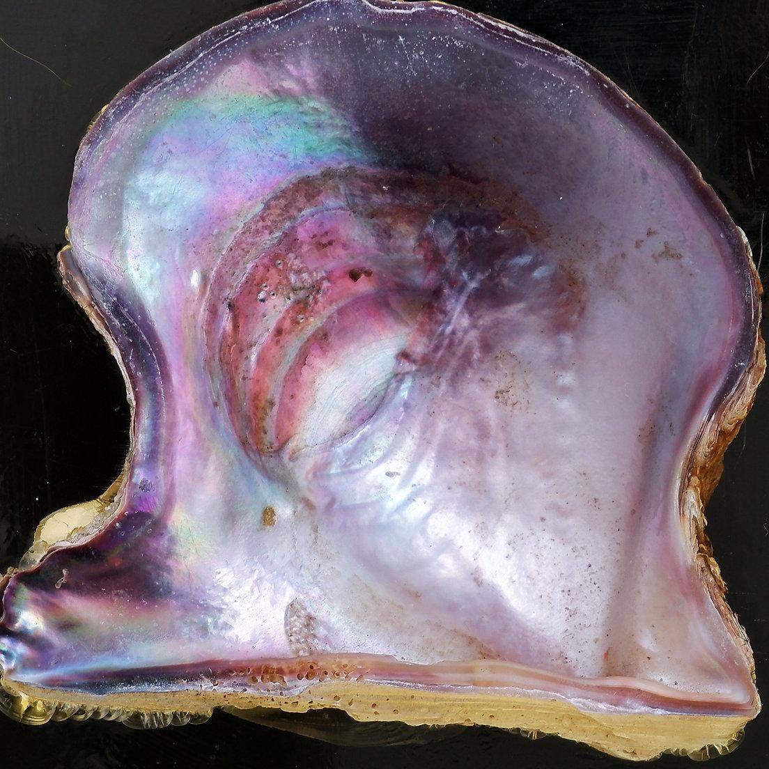 photo for sale Pierre Giraudon Inclusion Of Pearl Oyster Shell   20th