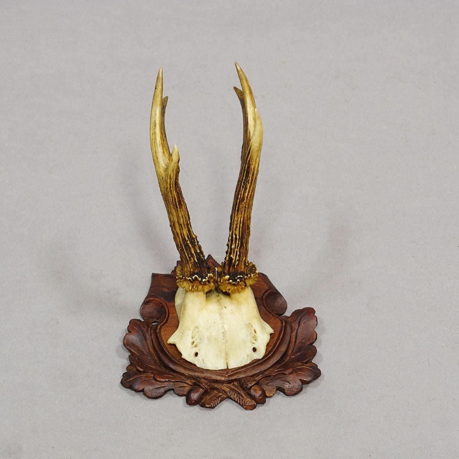 Set Of Six Antique Roe Deer Trophies, Germany Ca. 1890s / 1900s photo vinterior