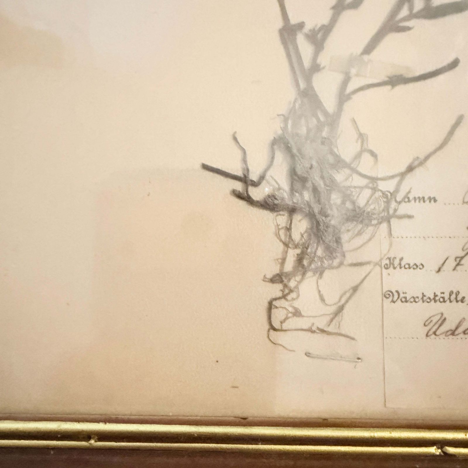 Framed Original Year 1919 Antique Herbarium Specimen, Botanical Art. Orobus Tuberosus. Sweden photo 136.0