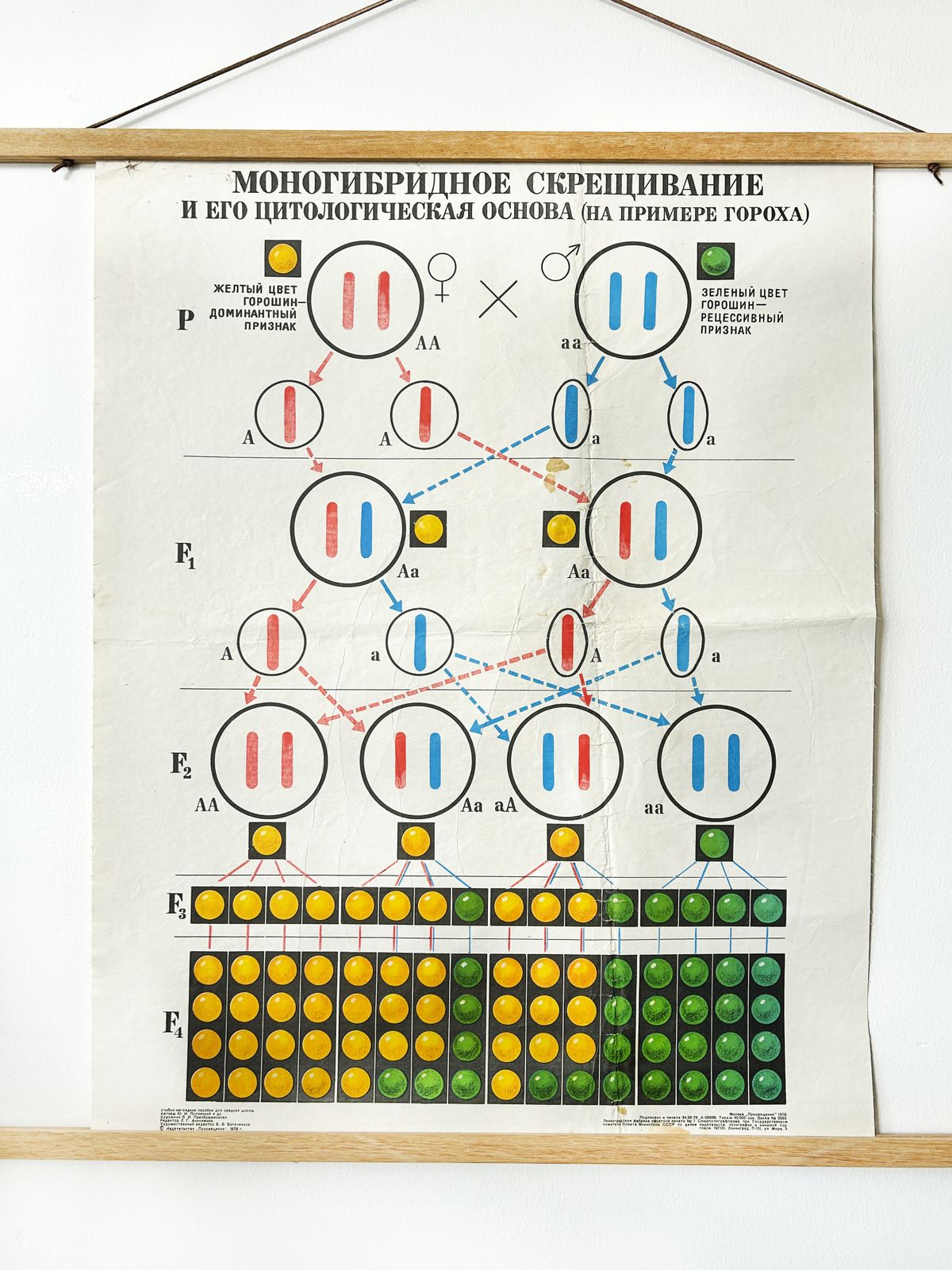 photo for sale 1978 Original Soviet Vintage Biology School Chart "Monohybrid Cross In Pea Plants" Paper On Linen, Ussr Educational Diagram