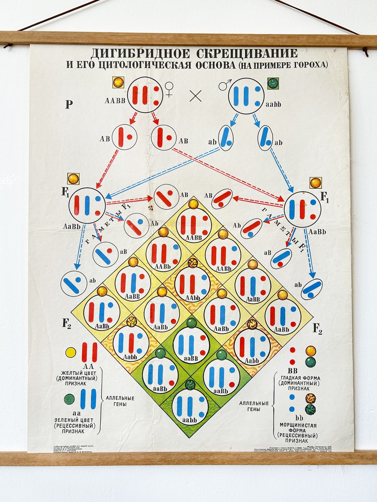 1978 Original Soviet Vintage Biology School Chart "Dihybrid Cross In Pea Plants" Paper On Linen, Ussr Educational Diagram photo vintage