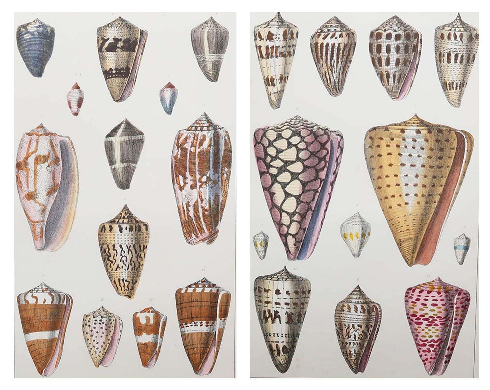 Pair Of Original Antique Prints Of Shells, 1847 photo furniture
