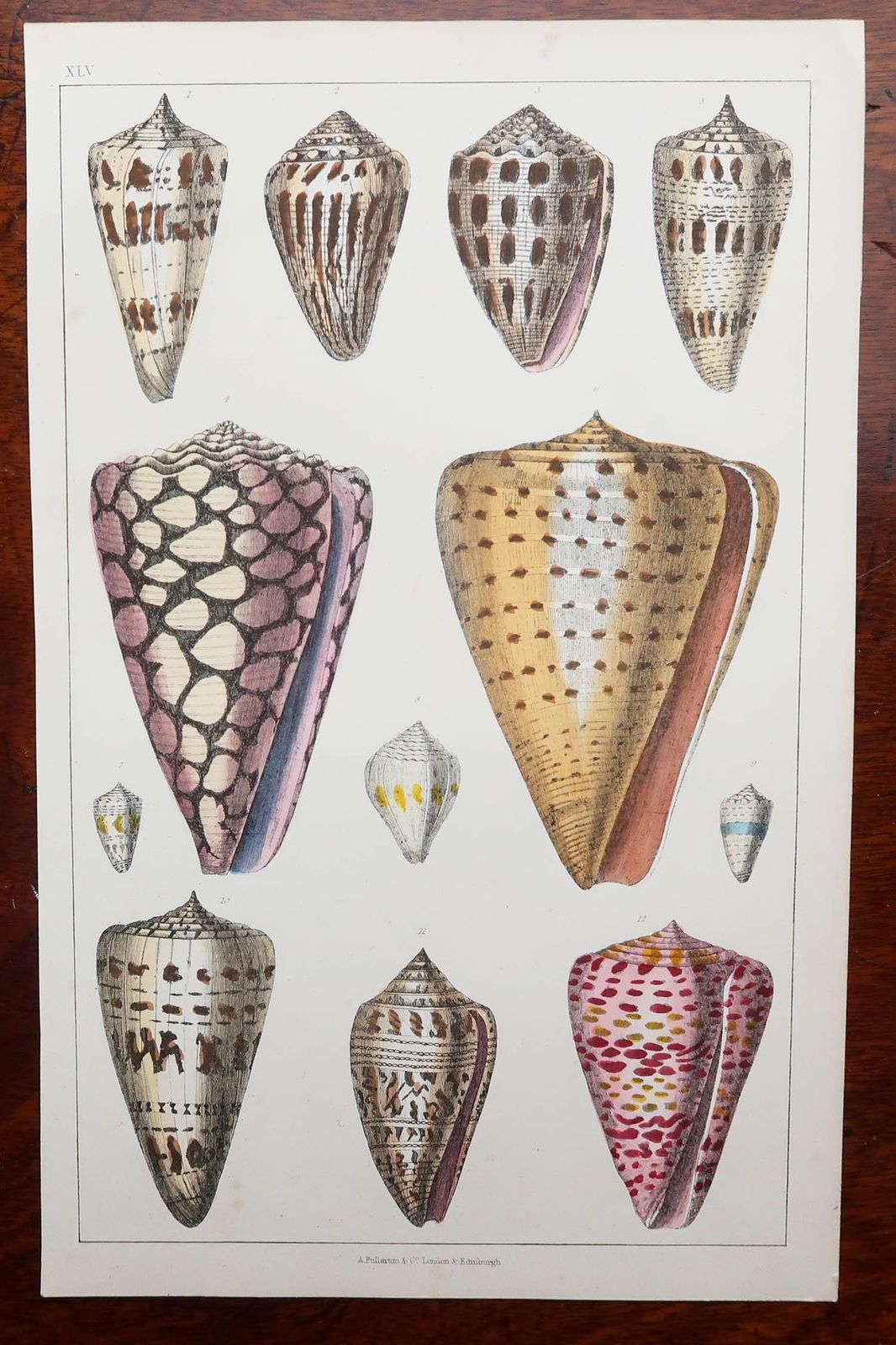 Pair Of Original Antique Prints Of Shells, 1847 photo for sale