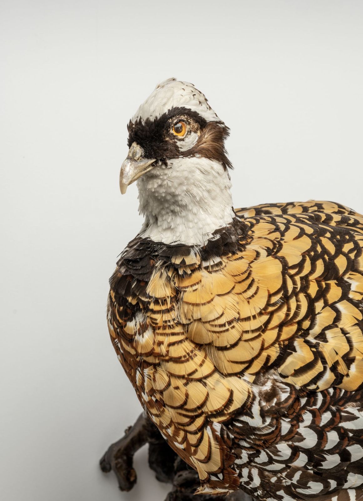 Rare Reeves Pheasant Taxidermy Fully Mounted Adult Cock Bird Perched On Tree Branch photo furniture