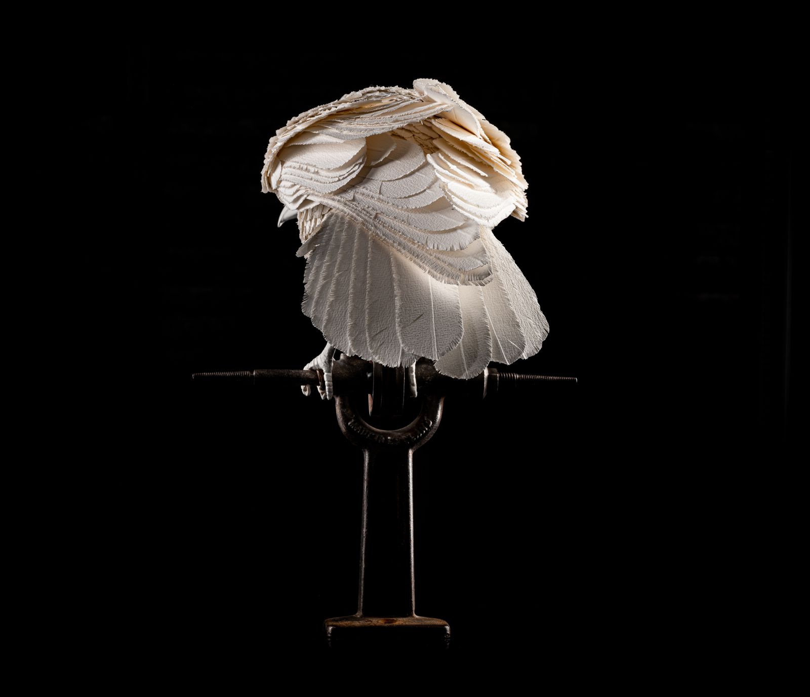 Art Unique Vintage Velum Paper Feather 'Raven' Sculpture In Bespoke Display Case. photo