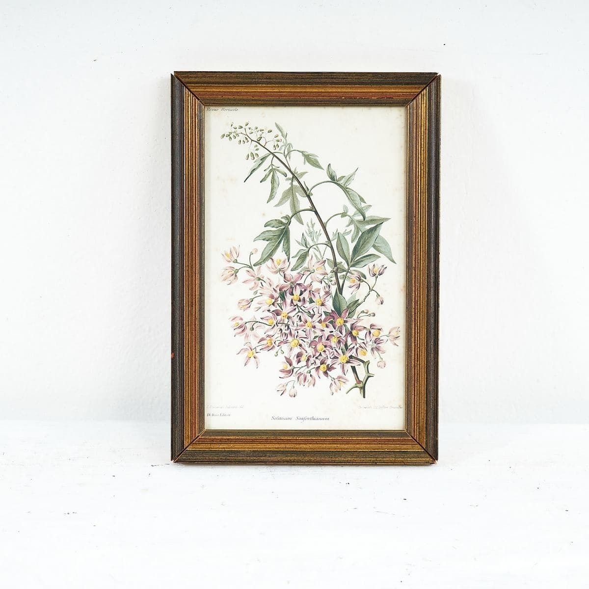 Elegant Flower Print In Vintage Botanical Frame, 1960s