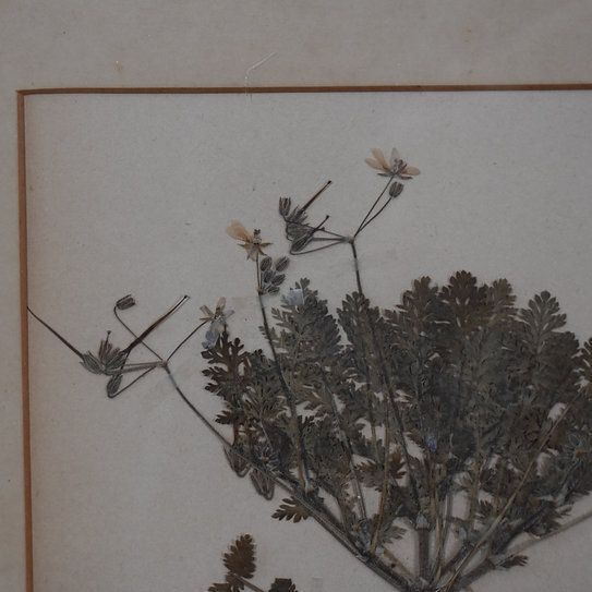 Antique 1938 Hand Collected Herbarium Botanical Specimen Frame Picture Art photo for sale