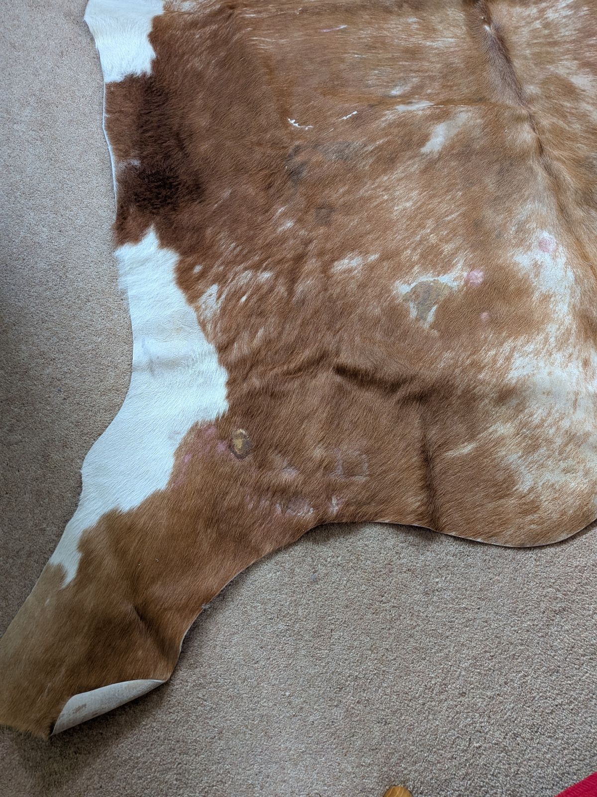 Vintage 1990s Texas Cowhide Rug   Genuine Large Brown/White Hide photo furniture