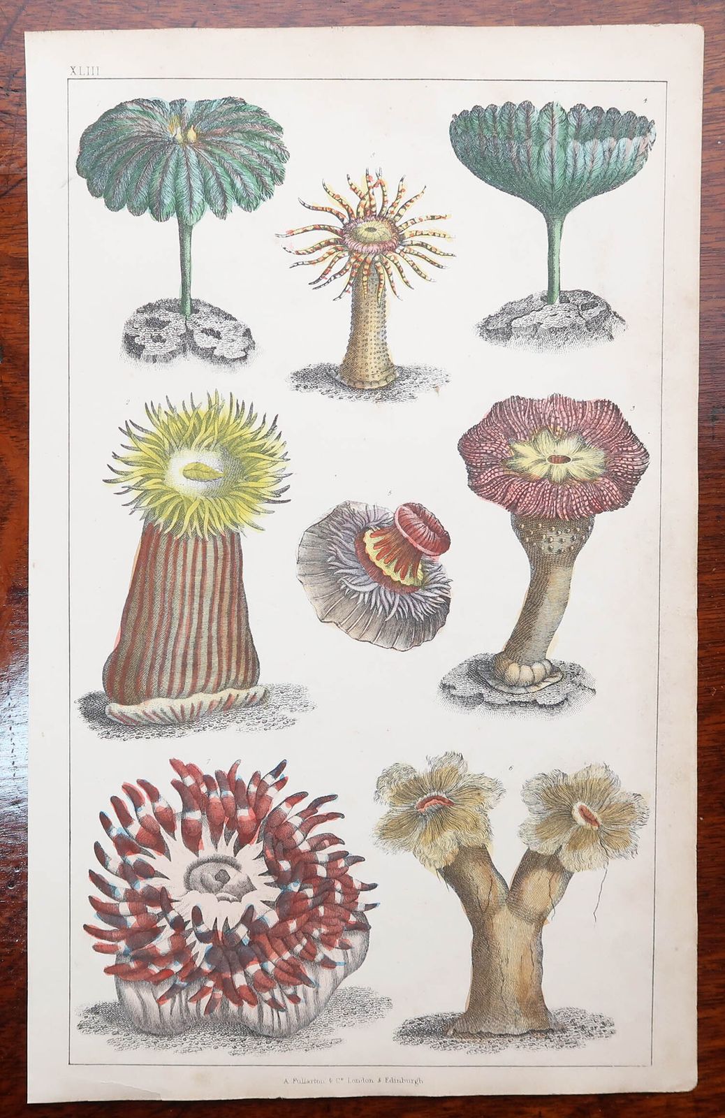Set Of 8 Original Antique Natural History Prints. 1847 photo Art