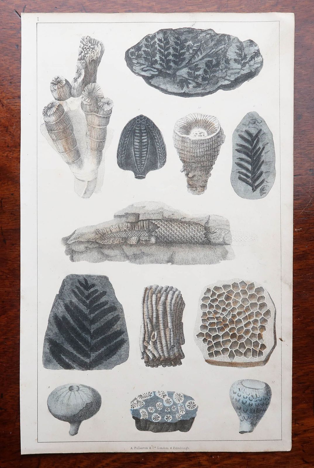 Set Of 4 Original Antique Prints Of Fossils And Dinosaur Bones. 1847 photo 150.0