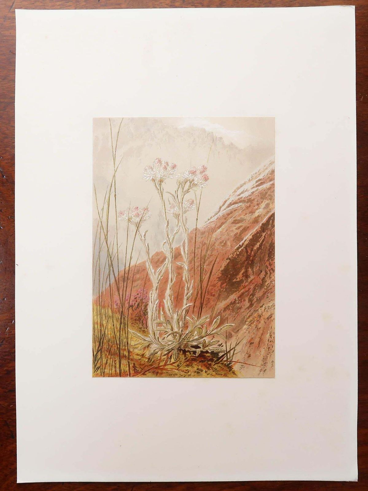 Set Of 12 Original Antique Botanical Prints   Alpine Flowers. 1869 photo 450.0