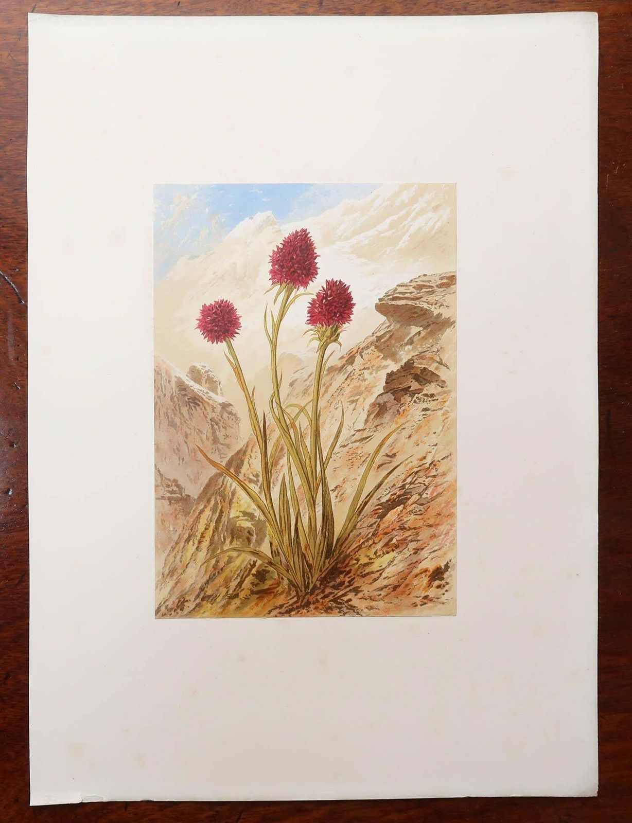 Set Of 12 Original Antique Botanical Prints   Alpine Flowers. 1869 photo vinterior