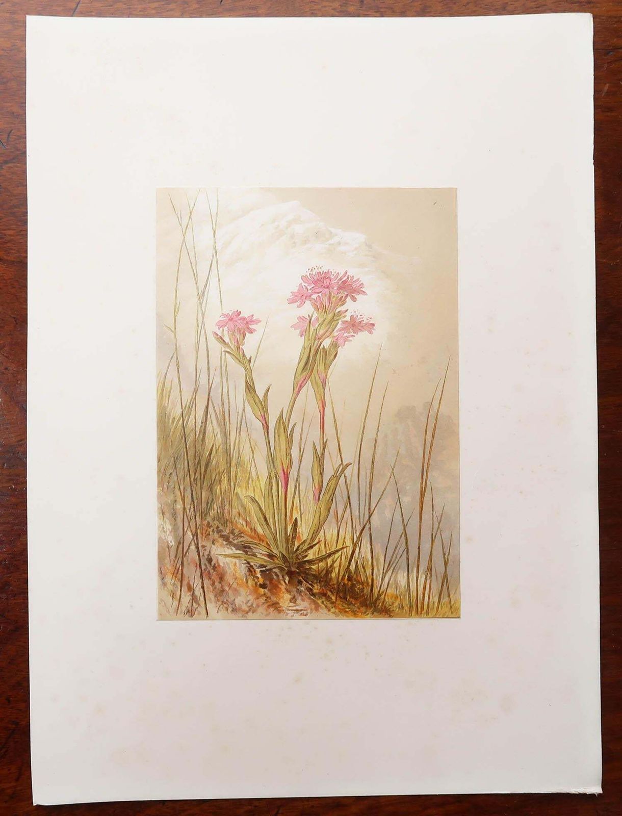 450.0 Set Of 12 Original Antique Botanical Prints   Alpine Flowers. 1869 photo