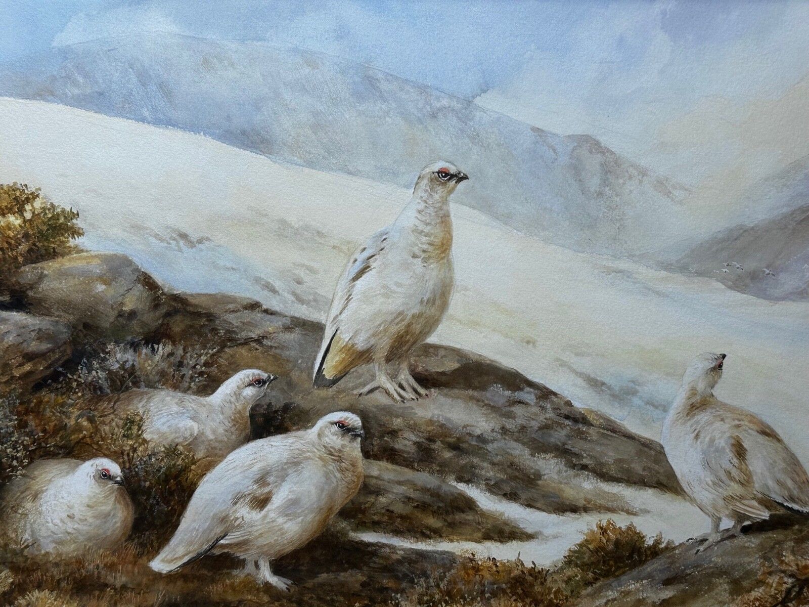British Painting Highland Moors Wildlife Covey Of Ptarmigan Game Birds On Alert photo furniture